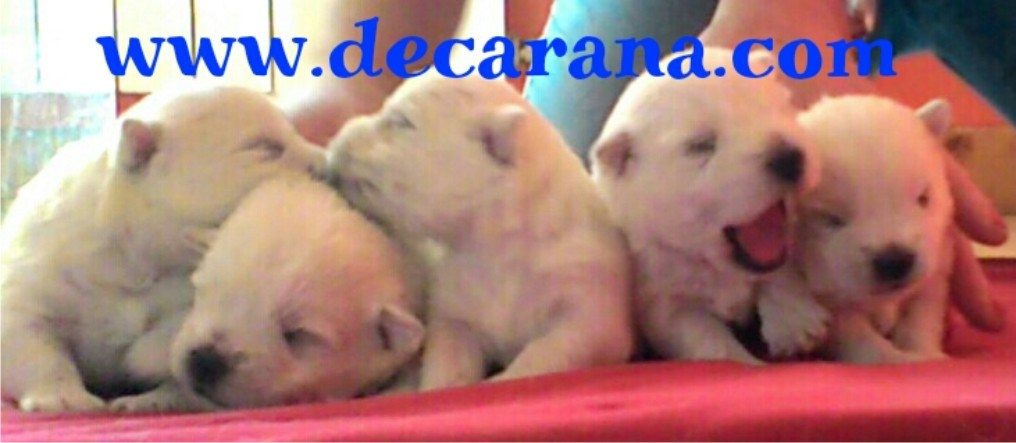 (c) Decarana.com